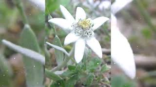 Edelweiss Flower #swissedelweiss #garden #rareflowers #nature