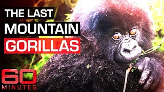 Saving Virunga: the last Mountain Gorillas | 60 Minutes Australia