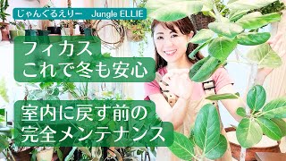 【外管理から室内へ】観葉植物を外から室内に入れる時にやるべきこと、注意するポイント、移動するタイミングについてフィカス・ベンガレンシスを例にお話してます　[観葉植物]ー　Ep.131