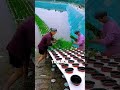 Ide kreatif menanam tanaman padi secara terapung di atas kolam ikan #shorts #shortvideo