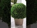 French Country Topiaries