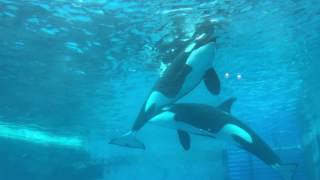 ステラ\u0026リンの自由時間〜名古屋港水族館  2017/03/25