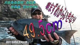 大分県佐伯市　米水津　沖黒島　東のサラシ　磯釣り　グレ、（メジナ、クロ）　２０１６年２月２４日　前編