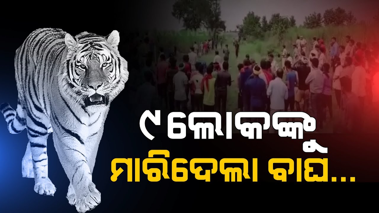 Man Eater Tiger Kills 9 People In Bagaha Area Of West Champaran In ...