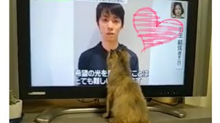 羽生結弦選手に恋をした保護猫が可愛い / A cat who fell in love with Yuzuru Hanyu.