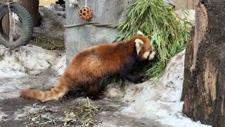 食事中のシセンレッサーパンダ　冬の旭山動物園 / Lesser Panda in Asahiyama Zoo.