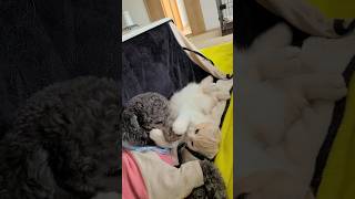 子猫が犬に心を開いた瞬間がこちらです...#shots