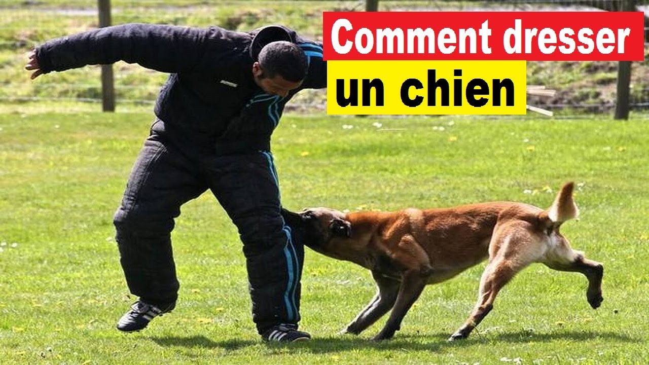 Comment Dresser Efficacement Son Chien En Seulement 15 Minutes Par Jour ...