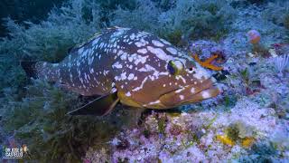 Canon R6 C-Log3 4k 60fps underwater footage: Dusky grouper (Epinephelus marginatus)