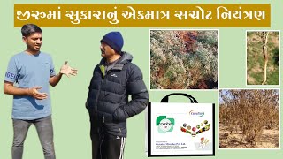 જીરુંમાં સુકારાનું સચોટ નિવારણ || Accurate Prevention of Wilt in cumin