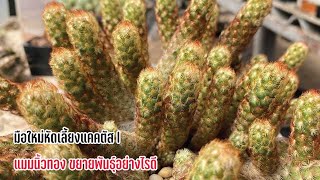 🌵มือใหม่หัดเลี้ยงแคคตัส  l แมมนิ้วทอง ขยายพันธุ์อย่างไรดี