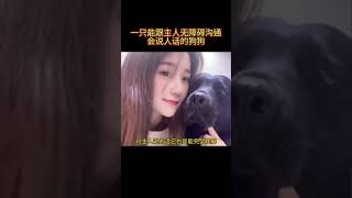 狗狗杰利：一只会说人话的狗狗，能跟主人无障碍沟通，对答如流 #狗狗成精了 #狗狗 #狗狗的迷惑行为