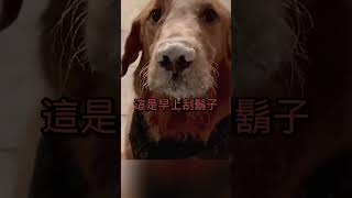 【動物配音20】你是不是偷喝牛奶 #老陳配音