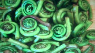 Fiddlehead Ferns For Sale .89 Grower Prices To The Public, Tn Wholesale Nursery