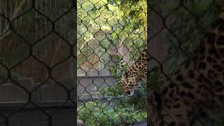 Amur Leopard Roaming