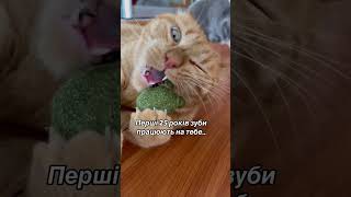 КІТ ЧІПС ТА СТОМАТОЛОГІЯ #cat #кот #catlover #приколы #funny #catlover #гумор #жарт #весело