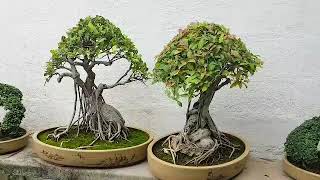 Bonsai  ของสะสม เฮียซง