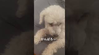 食べたいものなんだろ〜？#トイプードル #シニア動画 #シニアの日常 #シニア犬 #15歳 #犬のいる生活 #ショート #shorts