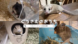 【小動物多頭飼い】1月のリアルな飼育費