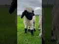 lammetjes little lambs 🥰❤️ walliserscharznase shaun shaunthesheep schaap lammetjes