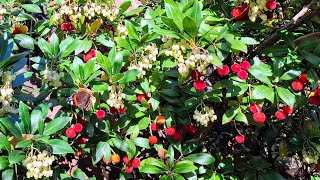 Strawberry Tree (Arbutus x andrachnoides?) Harvest in Germany