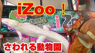 【貴重な爬虫類がたくさん】体験型動物園iZooに行ってきたZoo