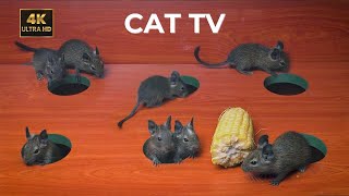 Cat TV 🐾 Mice Hide and Seek on Screen | Cat TV Mice for cats to watch | 8 hours 60fps 4K