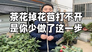 茶花掉花苞打不开 是你少做了这一步