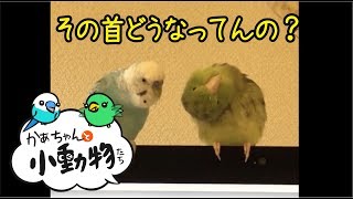 メルモ、頭かゆい。(マメルリハ)