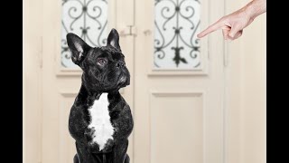 Comment punir son chien avec la méthode positive ?