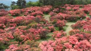 花の百名山（高柴山）の全景