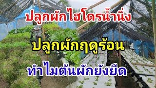 ฤดูร้อนผักสลัดยืด Hydroponics/#บ้านสวนกิตติธรา #ผักสลัด