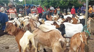 500 RIBU‼️REJEKI NOMPLOK KAMBING BETINA HARGA MURAH | Pasar Kambing Kerek