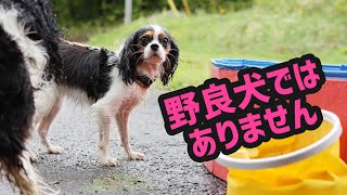 【一族集合】どんどん増える愛犬うにの家族Part2／プール編(2歳10ヶ月)