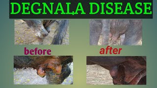 Severe  Degnala disease in a buffaloe-- before treatment and after treatment