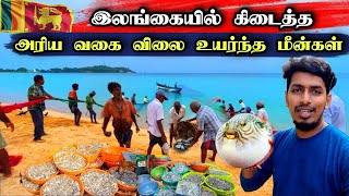 லட்சம் ரூபாய் பெறுமதியான மீன்கள் வெளிநாட்டுக்கு ஏற்றுமதி   🐟😍🇱🇰 |  Fisherman |  Little Maldives 😮😊