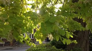 Magnificent Robinia Pseudo Acacia ‘Frisia’