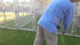 Dog kennel artificial grass installation by Monster Grass and Patio