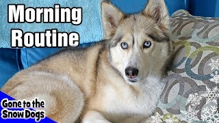 My Dog's Morning Routine | Huskies Morning Routine 2018