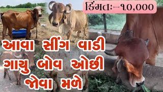 આવા સીંગ વાડી ગાયુ બોવ ઓછી જોવા મળે કિંમત 10,000#cow #cows #pasulevech #gircow