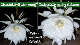 బ్రహ్మకమలం \