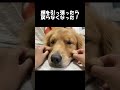 姉のイタズラでほっぺたが伸びてしまった大型犬クッキー【ゴールデンレトリバーとミニチュアダックスフンド】 shorts 箱入りクッキーはゴールデンレトリバー goldenretriever