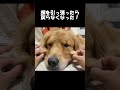 姉のイタズラでほっぺたが伸びてしまった大型犬クッキー【ゴールデンレトリバーとミニチュアダックスフンド】 shorts 箱入りクッキーはゴールデンレトリバー goldenretriever