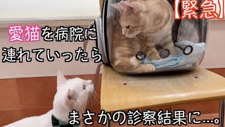 【緊急】愛猫が足を痛めたので病院に連れて行ったらまさかの結果に...。