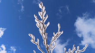 新雪の丹沢〔表尾根～鍋割山稜〕