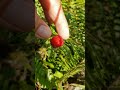 wild raspberry ...😋 love hiking 🥰🥰🥰