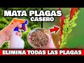 ELIMINA RÁPIDO el 100% de PLAGAS y BICHOS de tus PLANTAS y CASA | Insecticida CASERO Huerto y Jardín