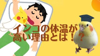 愛鳥の冬の温もりは健康の証です！？インコの体温【きなこのお父さんのHOW TO BIRD】オカメインコと愉快な仲間たち