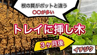 【実体験】イチジクをトレイに挿し木して感じたこと。発根量が多く簡単に増やせる。根を傷めないように苗を分解することが枯らさないための注意点！