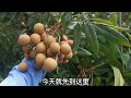 龍眼儲良成熟了，價格怎麼樣呢？甜不甜呢？ longan chuliang is mature what about the price is it sweet